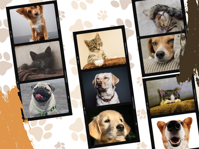 Make Your Pet the Star Custom Pet Photo Products Annex Photo